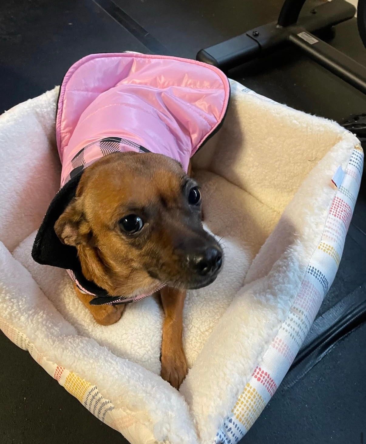 Small brown dog in a pink coat sitting in a white blanket-lined pet bed.