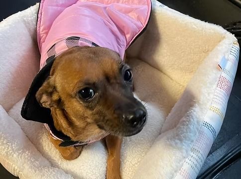Small brown dog in a pink jacket sitting in a cozy beige pet bed, looking up.