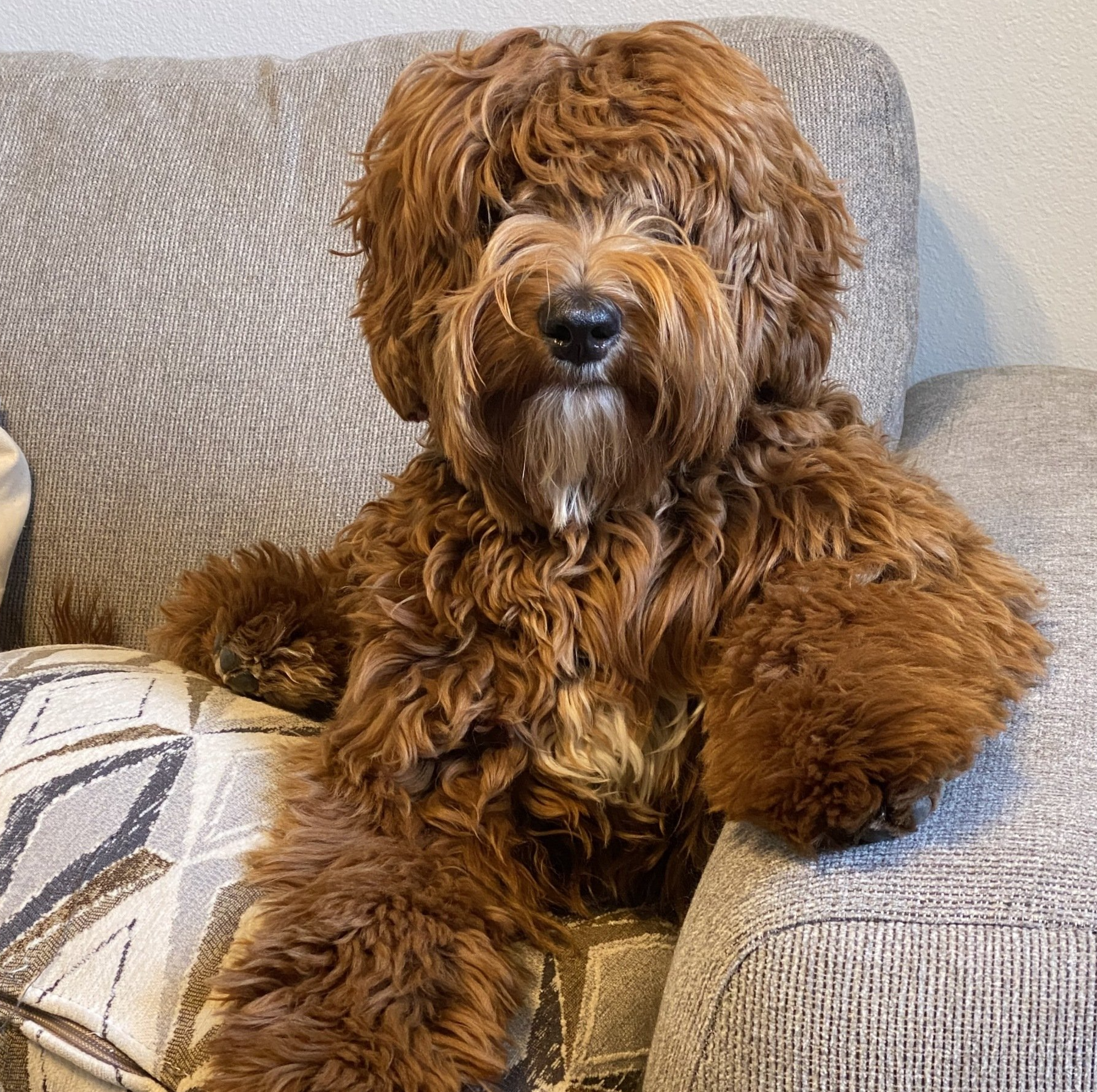 Couch potato