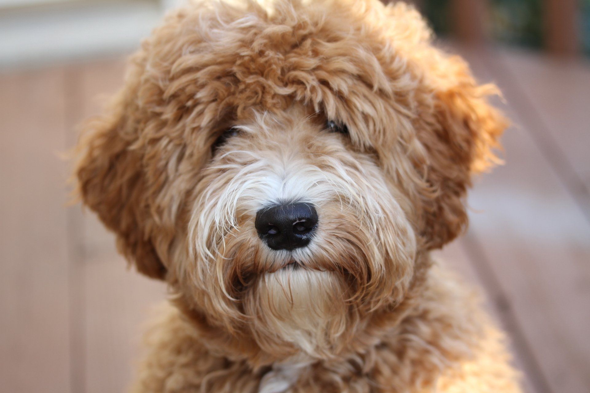 Teddy bear face