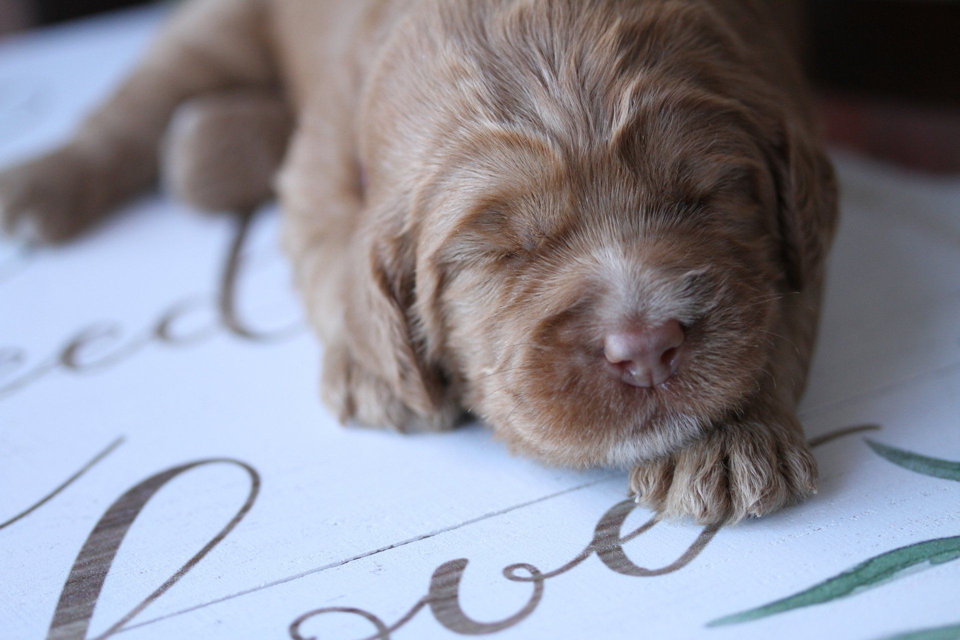 Lots of puppy love.
