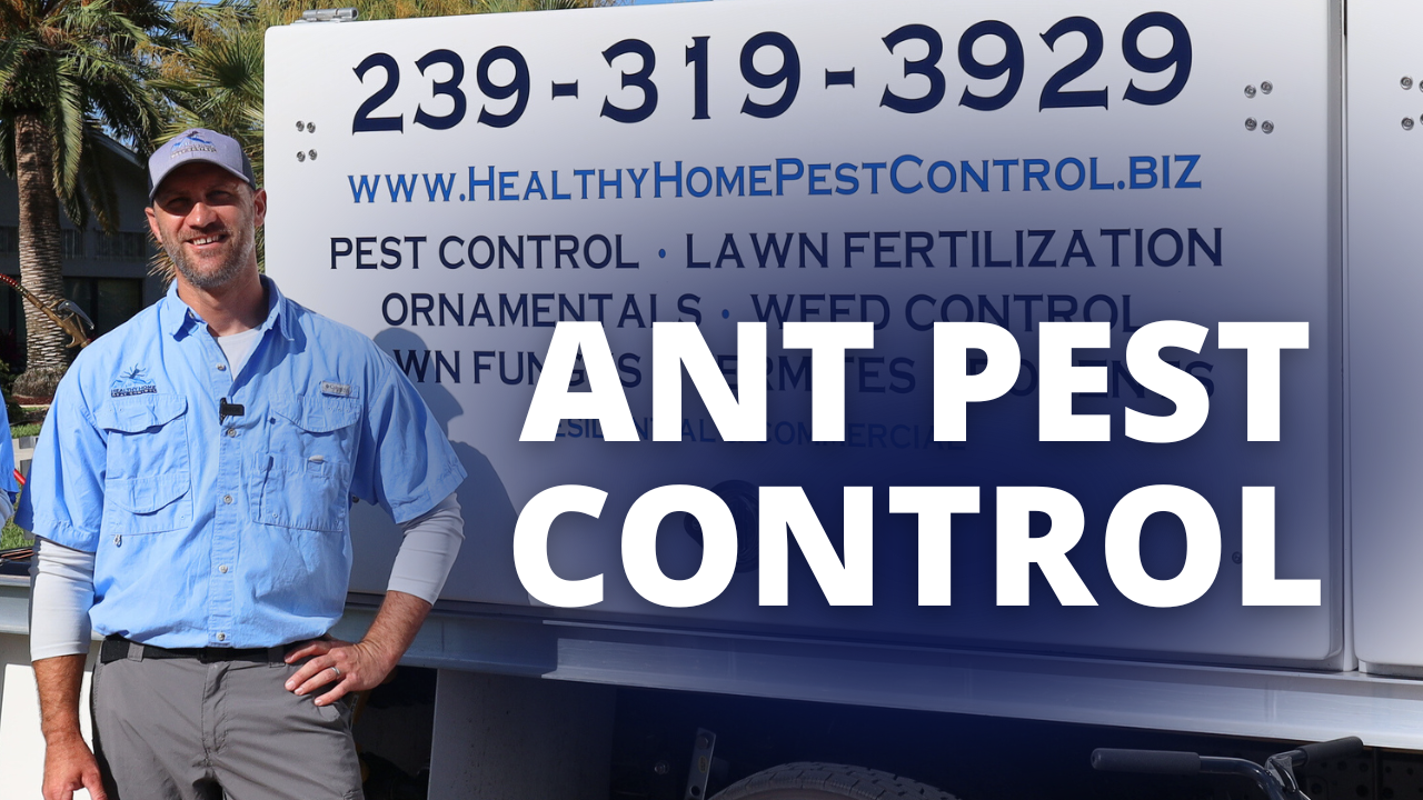 Ant Pest Control with Healthy Home Pest Control Owner