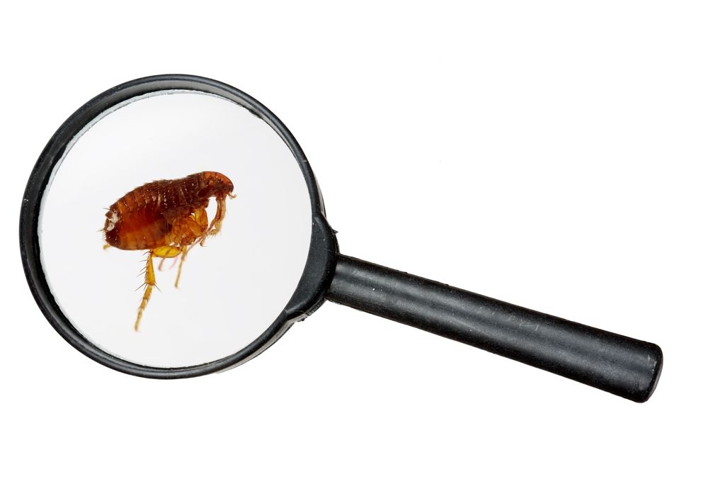 Pest Extermination