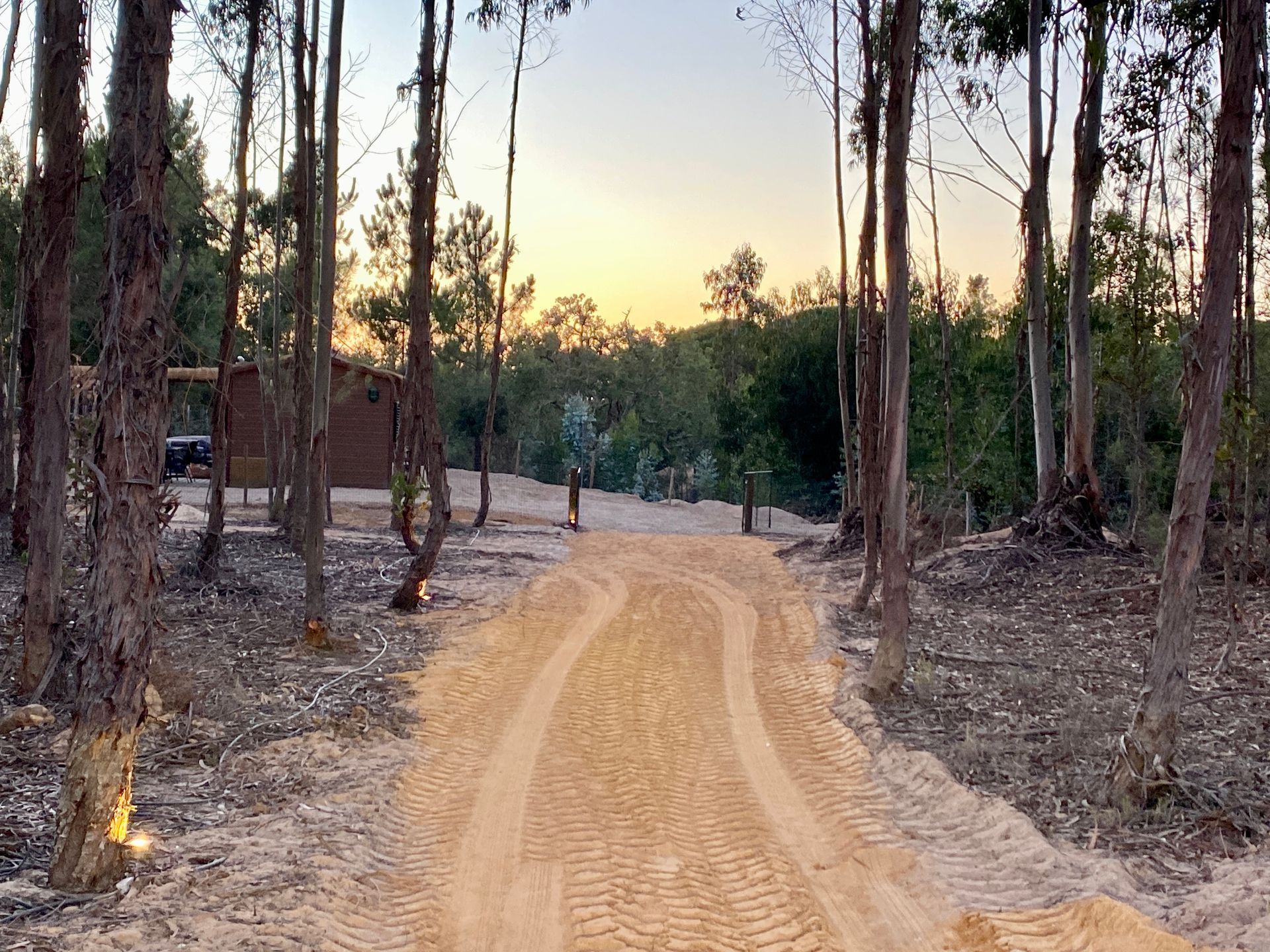 A dirt road going through a forest at sunset