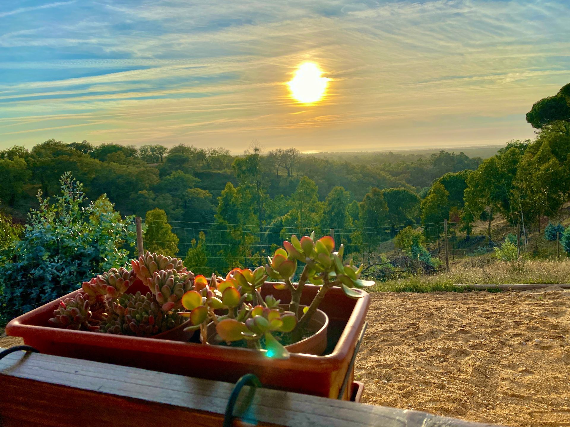 A potted plant is sitting in front of a sunset over a forest.
