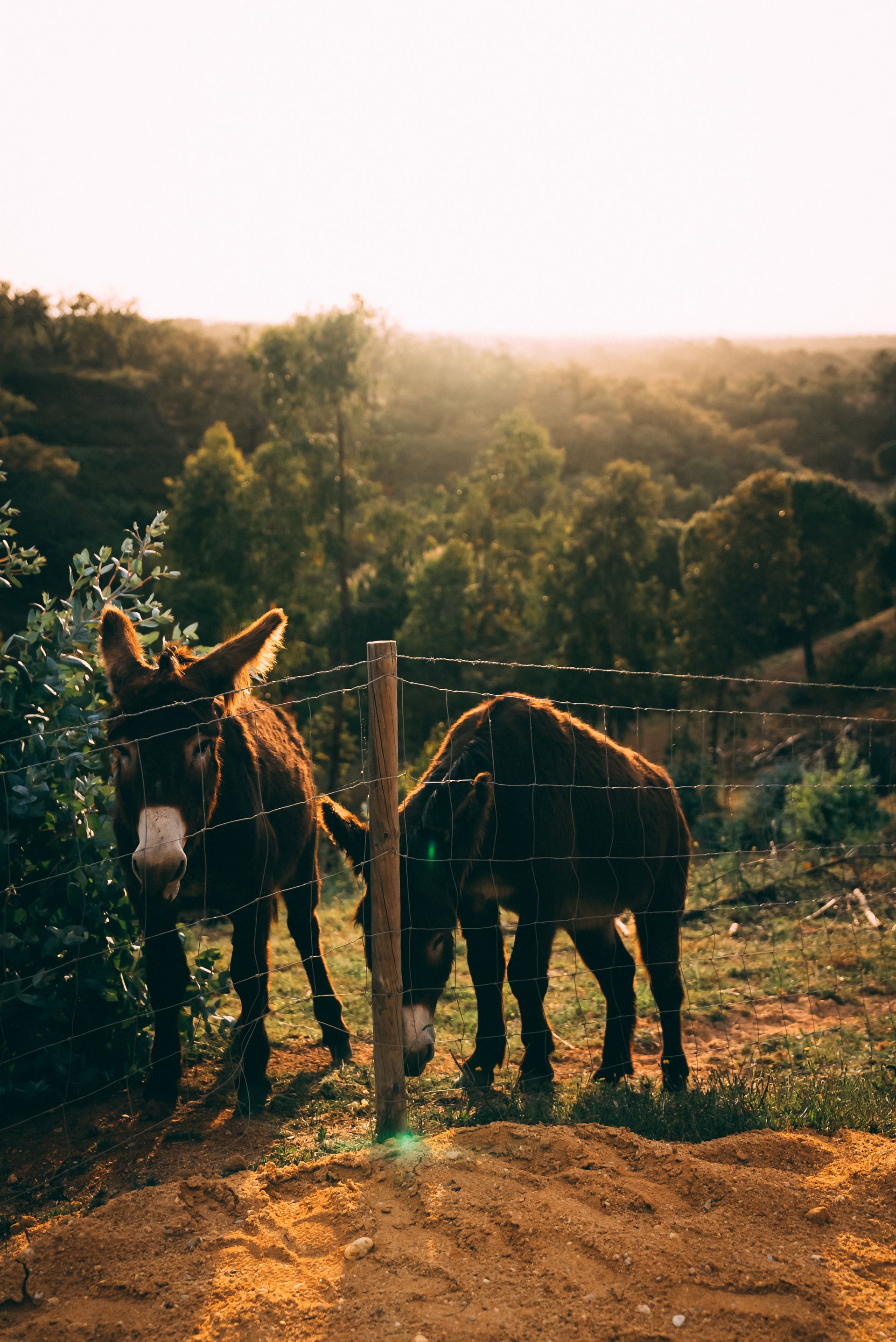 Two donkeys are grazing in a field behind a barbed wire fence.