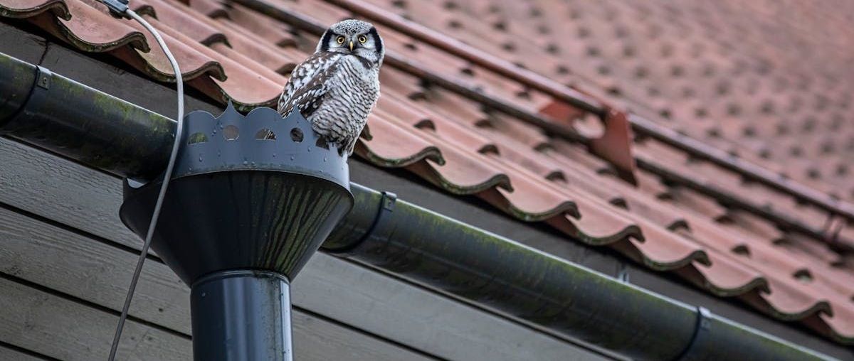 Snowy owl perched on a black rain gutter beside a red tiled roof
