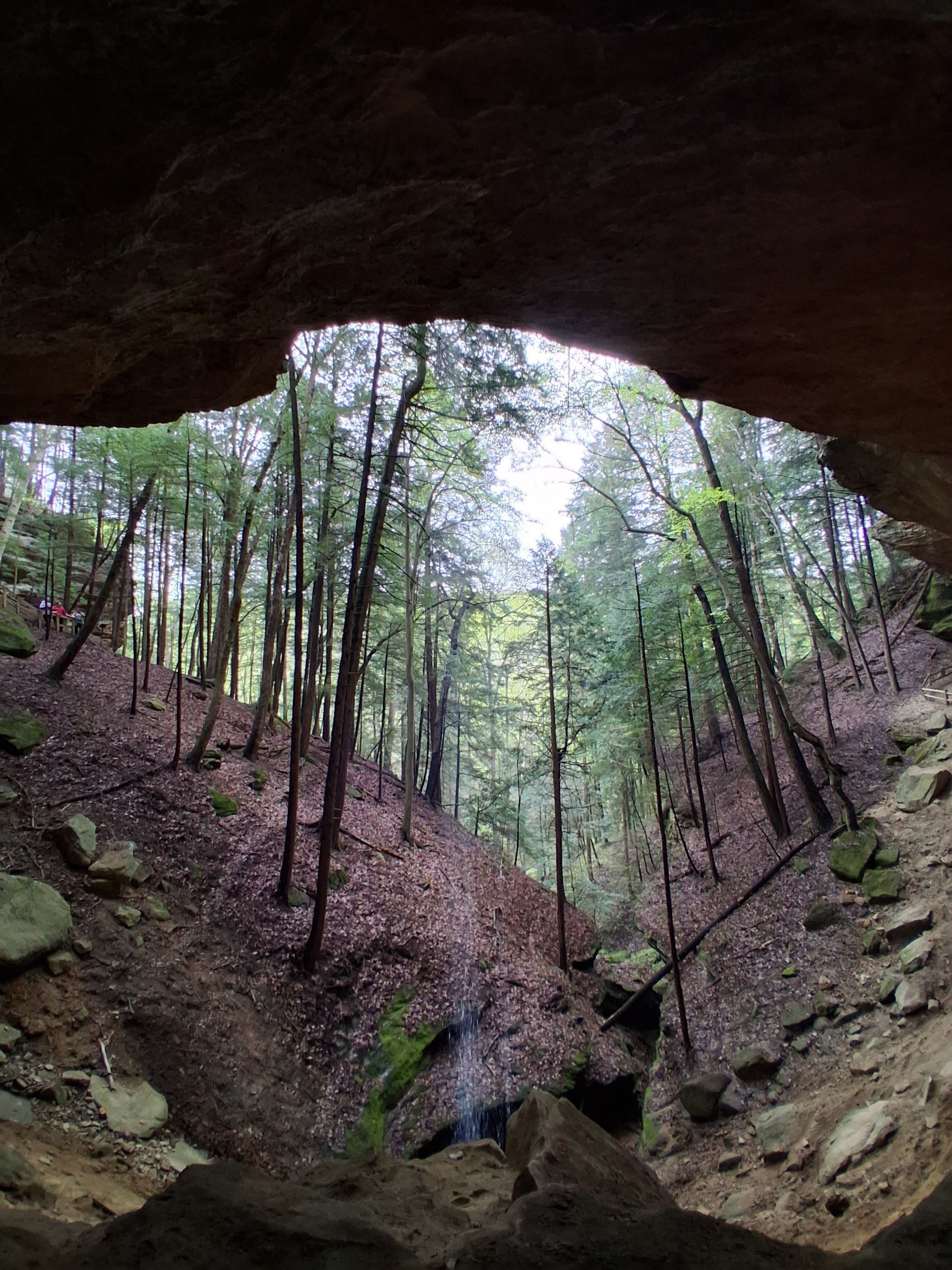 View from a cave opening overlooking a forest; trees line a slope, sky visible.