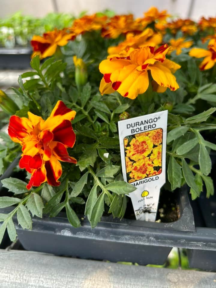 Marigold flowers in a black tray, labeled