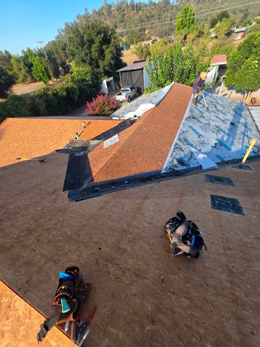 Two dogs on a sunlit rooftop beside red tile and white solar panels, with trees beyond