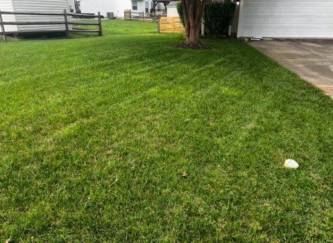Grassy lawn beside a driveway with a tree and fence in the background