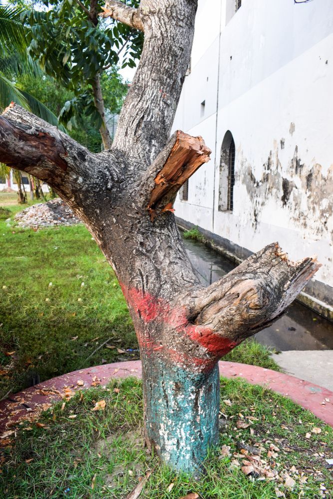 Damaged tree trunk with cut branches and red paint marks beside a white building