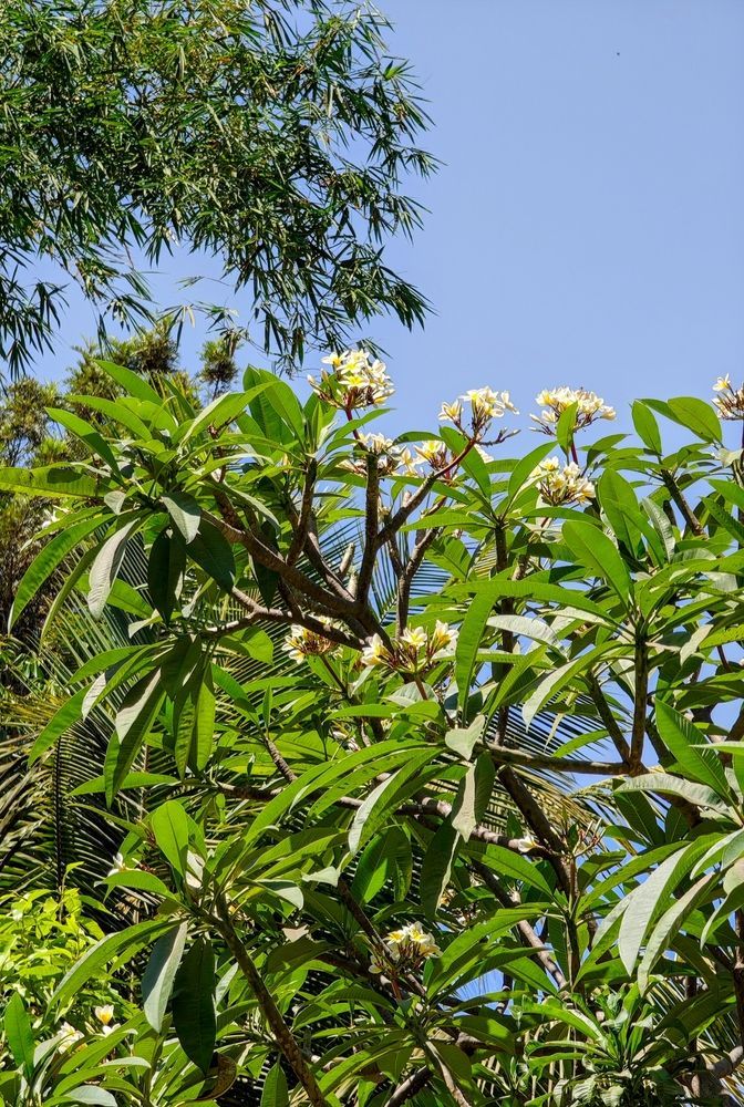 Green tree branches with glossy leaves and small white flowers against a clear blue sky