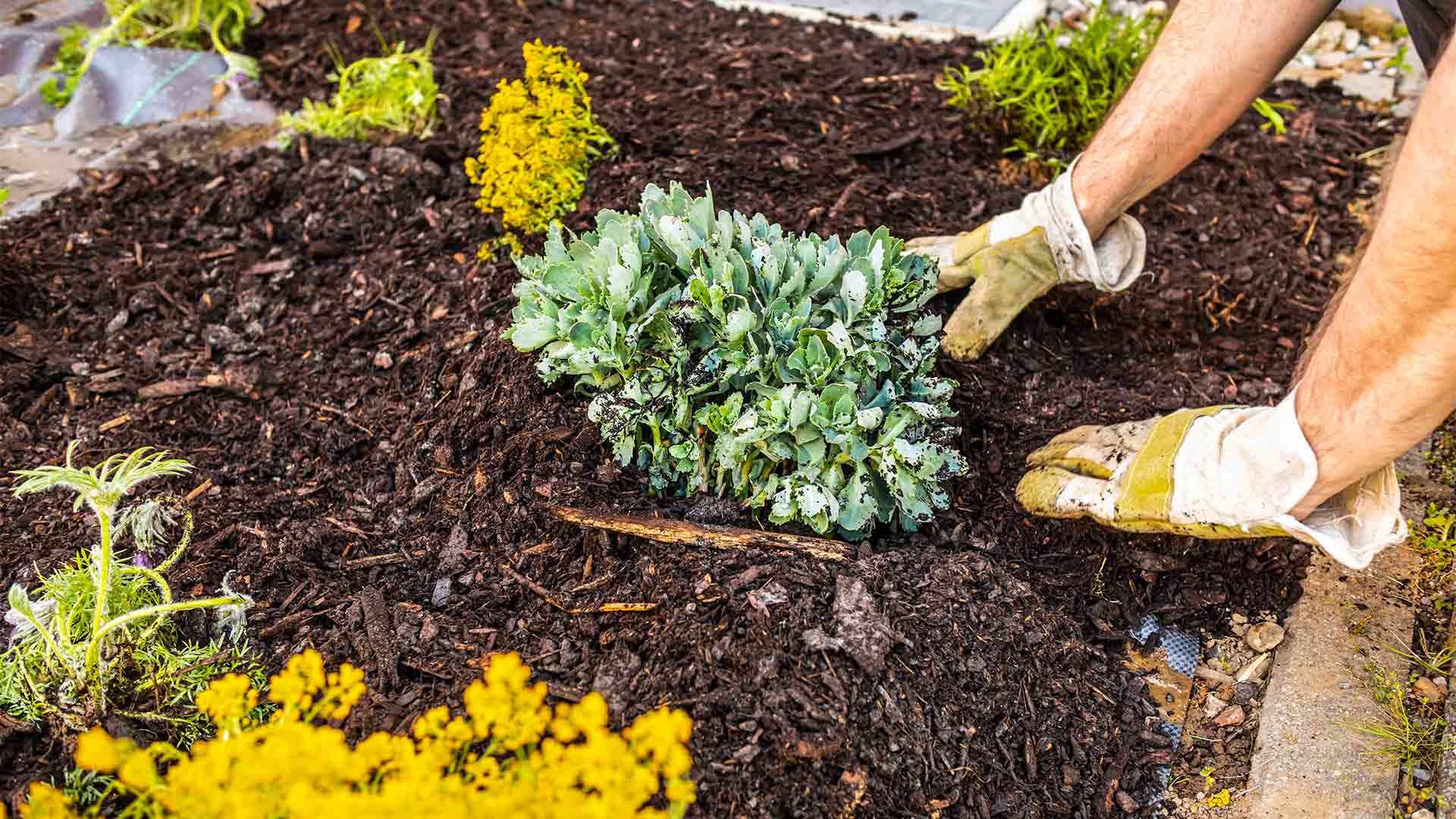 A person is planting a plant in a garden.