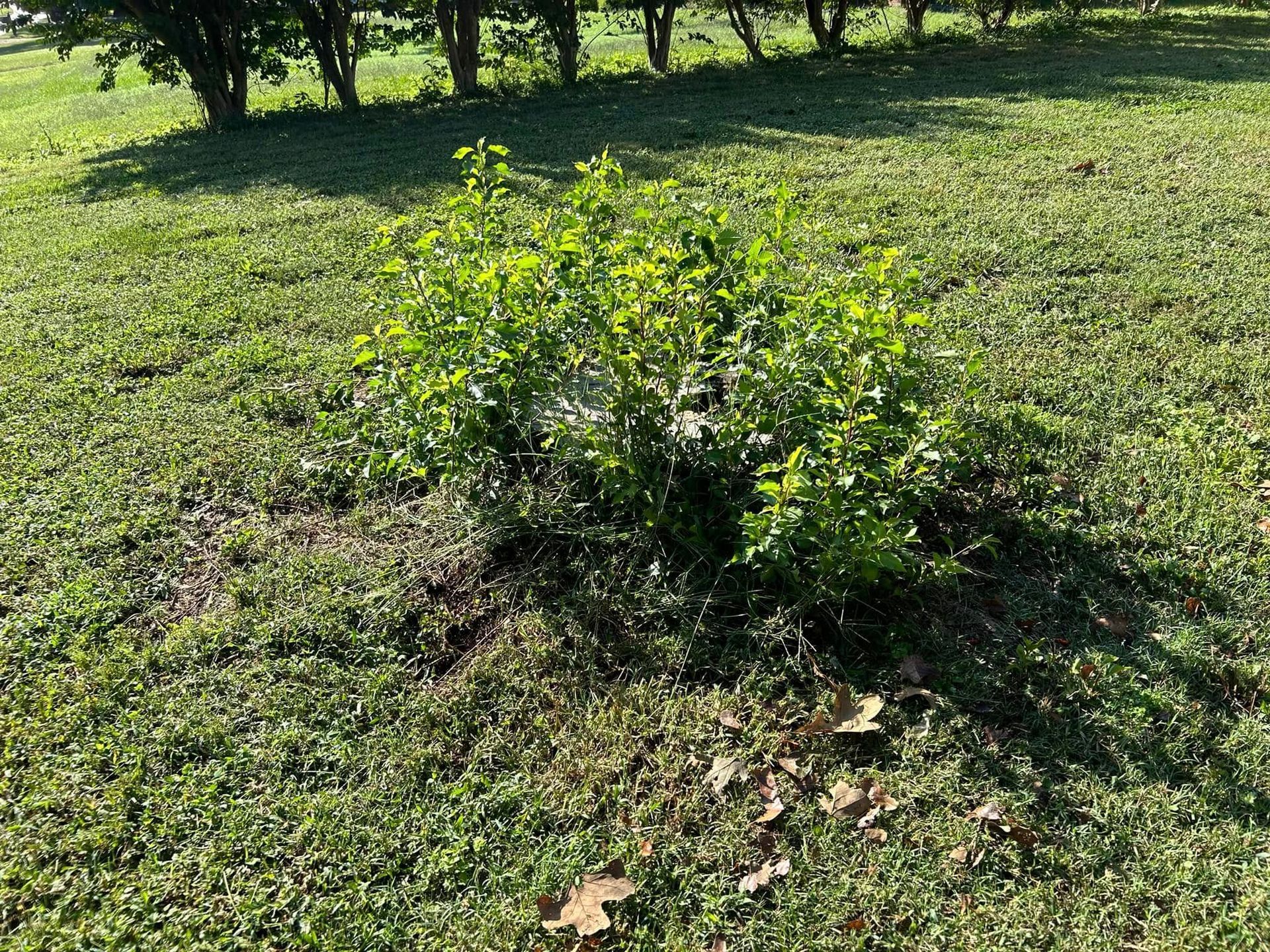 Small green shrub in a sunny grassy field with trees in the background