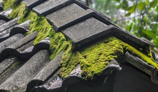 Moss Build Up - Eugene, OR - Armadillo Roofing Inc Moss Build Up - Eugene, OR - Armadillo Roofing Inc
