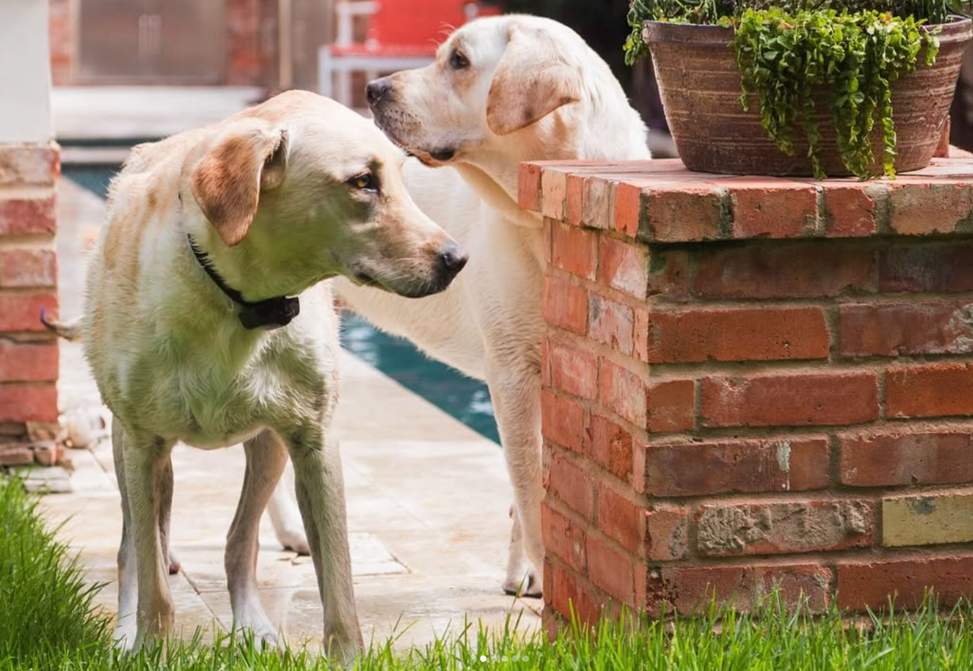 Two light-colored Labrador retrievers stand near a brick pillar and a potted plant in an outdoor patio area.