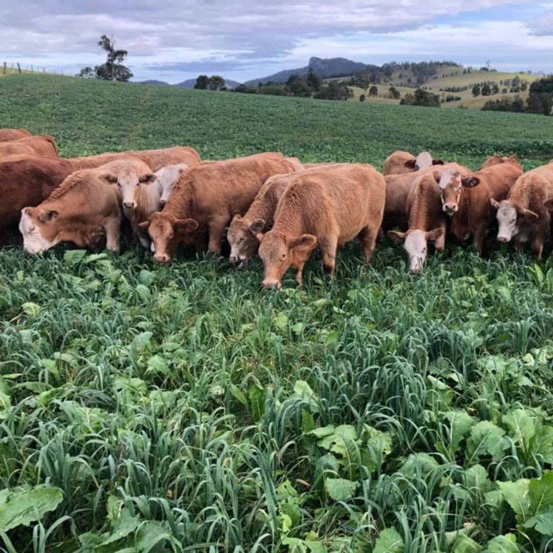 Seed Gloucester Rural Supplies