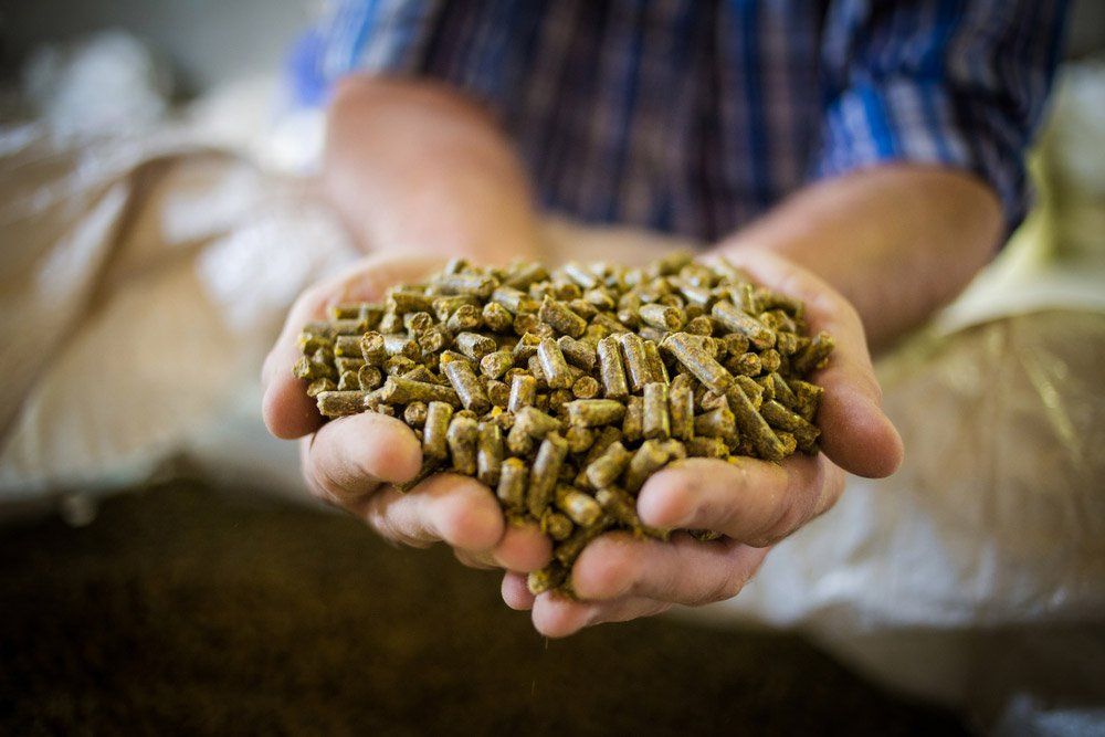 Close-Up Image Of Hands Holding Animal Feed At A Stock Yard — Gloucester Rural Supplies in Gloucester, NSW