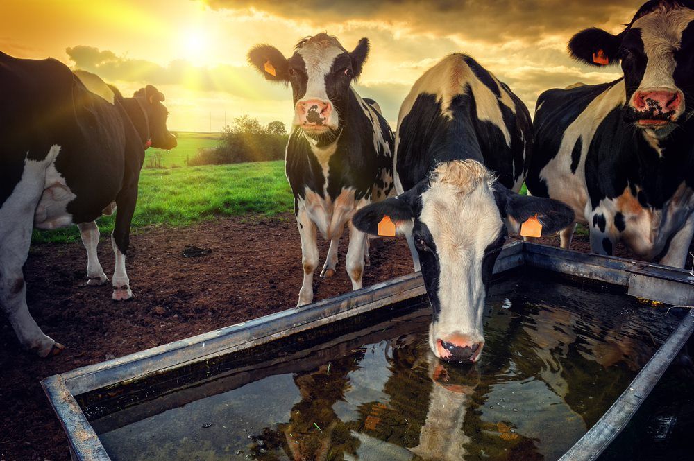 Cow Drinking Water — Gloucester Rural Supplies in Gloucester, NSW