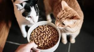 Cats Eating — Gloucester Rural Supplies in Gloucester, NSW