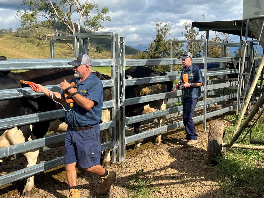 Two Farmers Vaccinating Cattle — Gloucester Rural Supplies in Gloucester, NSW