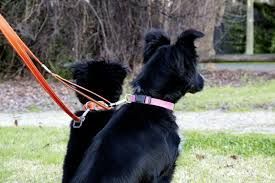 Dog Collars — Gloucester Rural Supplies in Gloucester, NSW