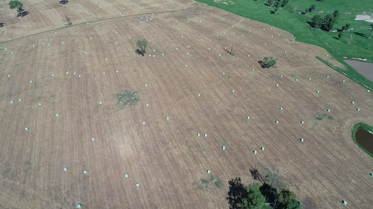 Silage at Mick Fraser's — Gloucester Rural Supplies in Gloucester, NSW