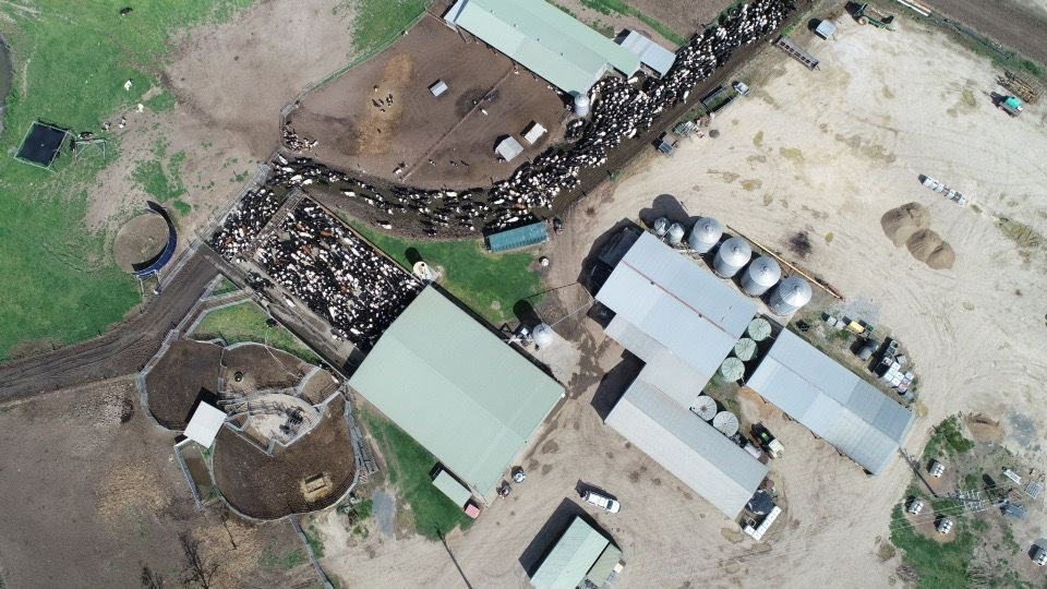 Cows Ready to Be Milked — Gloucester Rural Supplies in Gloucester, NSW