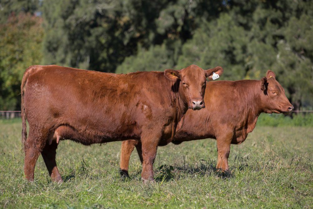 Free Range Cows — Gloucester Rural Supplies in Gloucester, NSW
