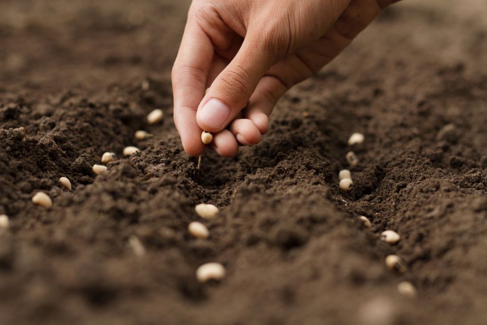 Image Of Hands Holding Fertiliser At A Stock Yard — Gloucester Rural Supplies in Gloucester, NSW