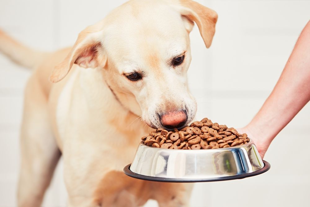 Pet Food and Supplies — Gloucester Rural Supplies in Gloucester, NSW