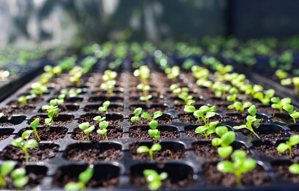 Seed on a farm — Gloucester Rural Supplies in Gloucester, NSW