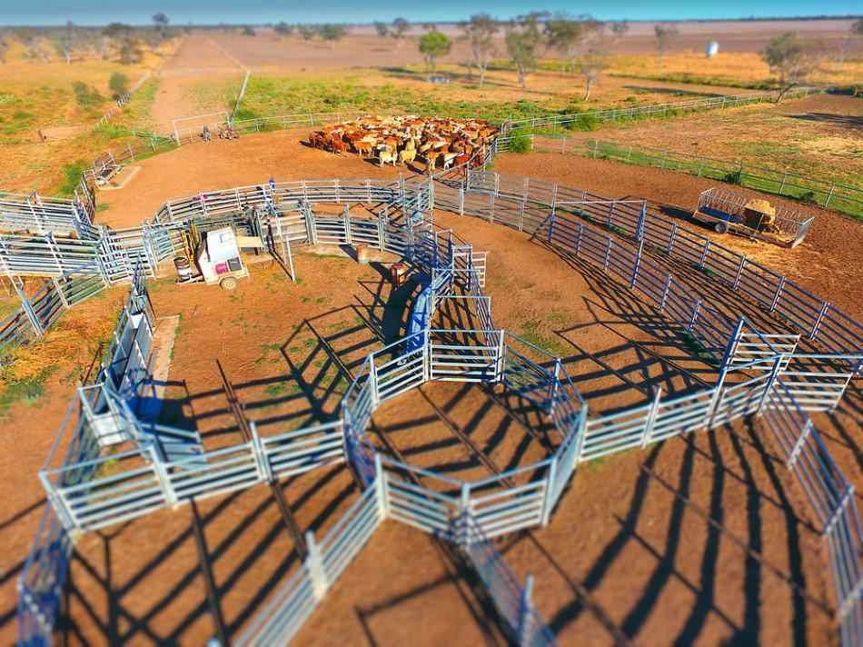 Stockyards — Gloucester Rural Supplies in Gloucester, NSW