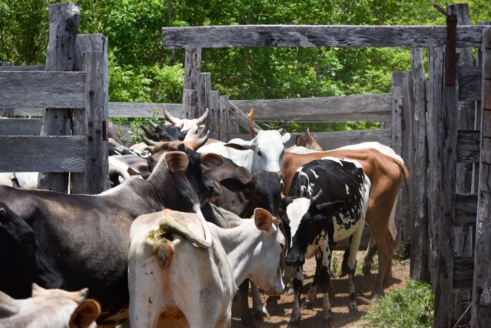 Farm Animal Husbandry — Gloucester Rural Supplies in Gloucester, NSW