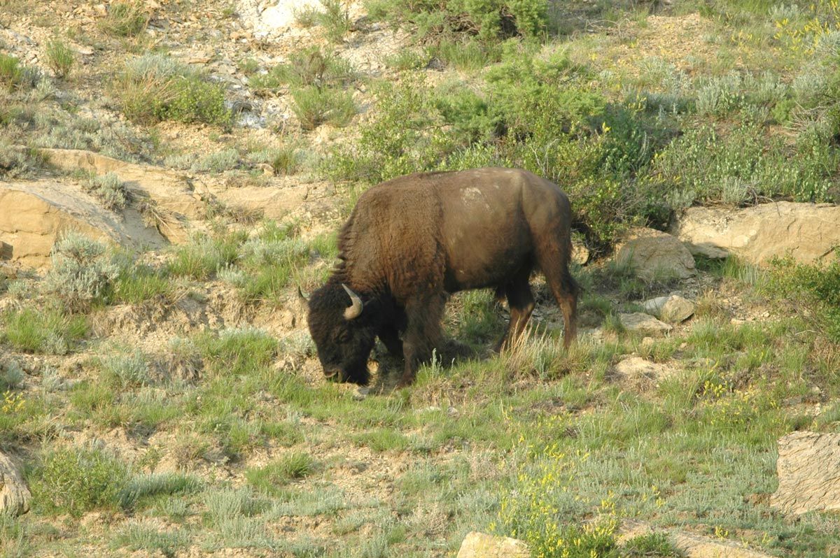 Wildlife Law Attorney Bismarck ND
