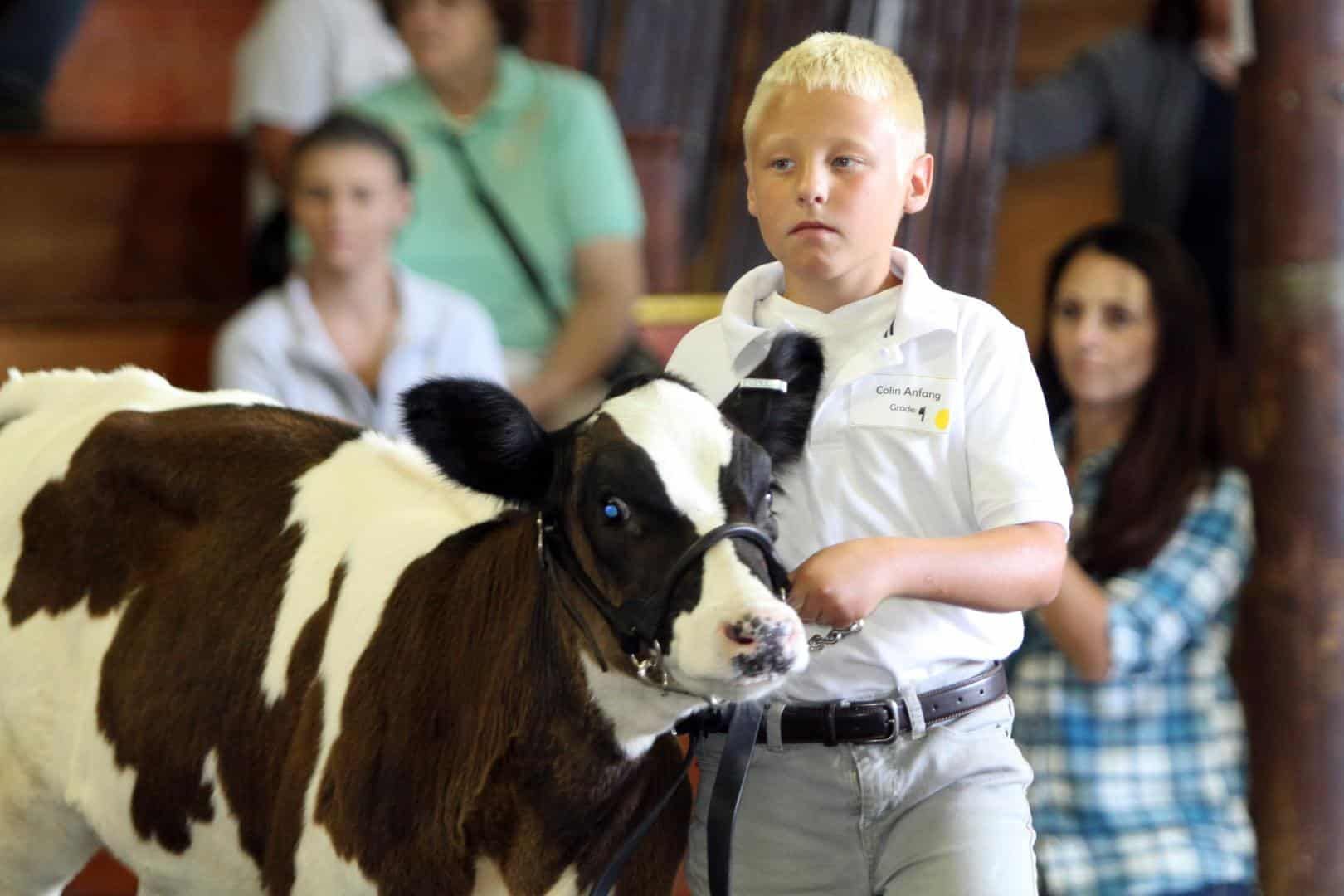 Boy leading a black-and-white calf in an indoor livestock show ring