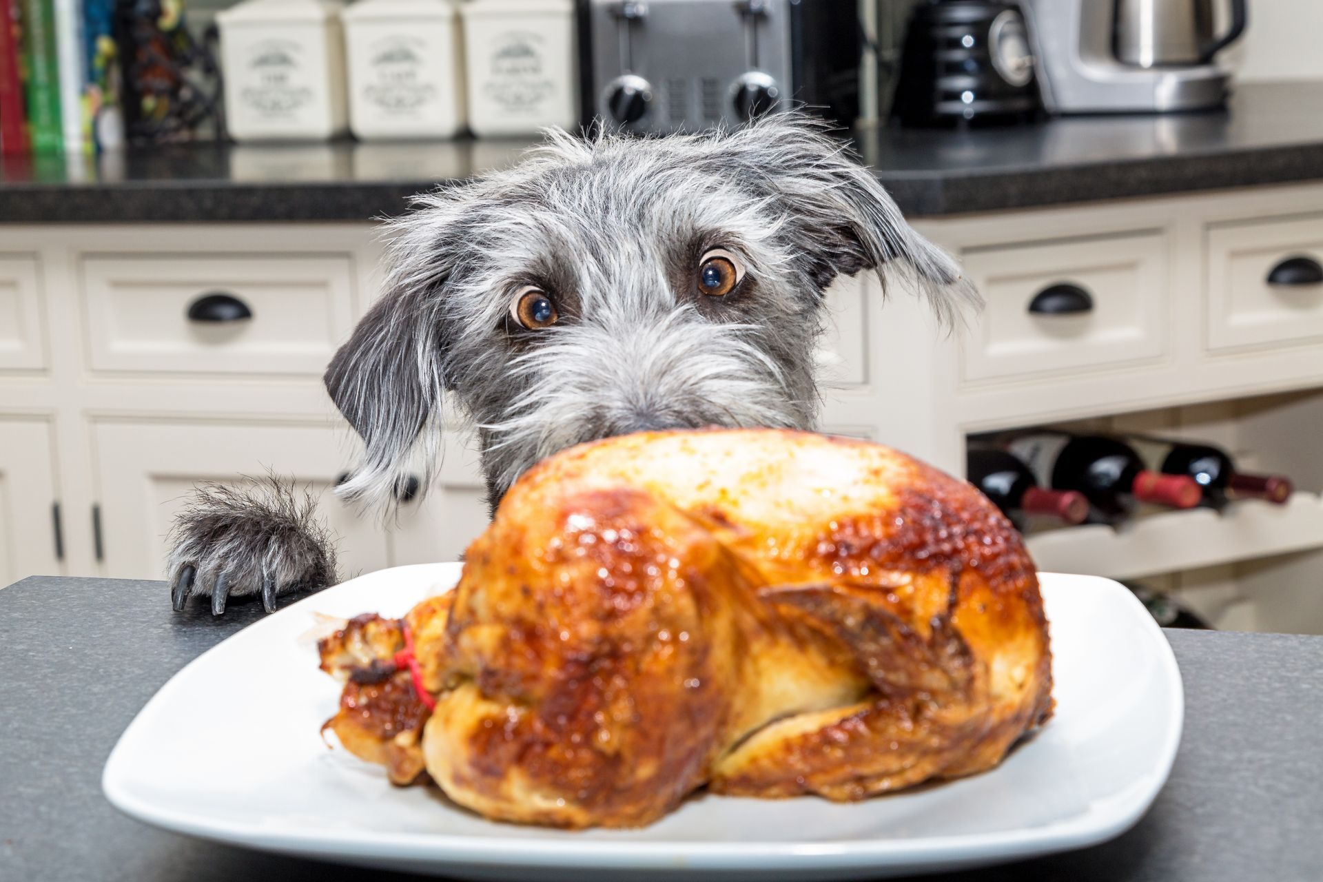 Dog gazing longingly at a roasted chicken on a white plate in a kitchen.