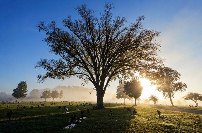 Sunlit cemetery tree for Bellevue, TN Funeral Home and Cremations in a peaceful memorial landscape