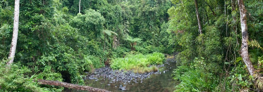 A River In The Middle Of A Lush Green Forest — Rabbo's Fencing Services In Berry Springs, NT