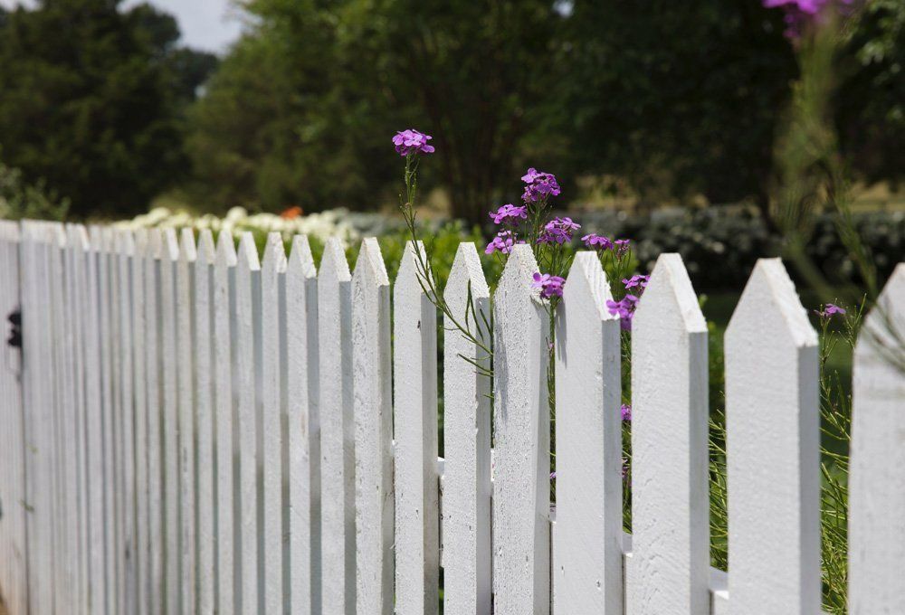 A White Picket Fence With Purple Flowers In The Background — Rabbo's Fencing Services In Pinelands, NT