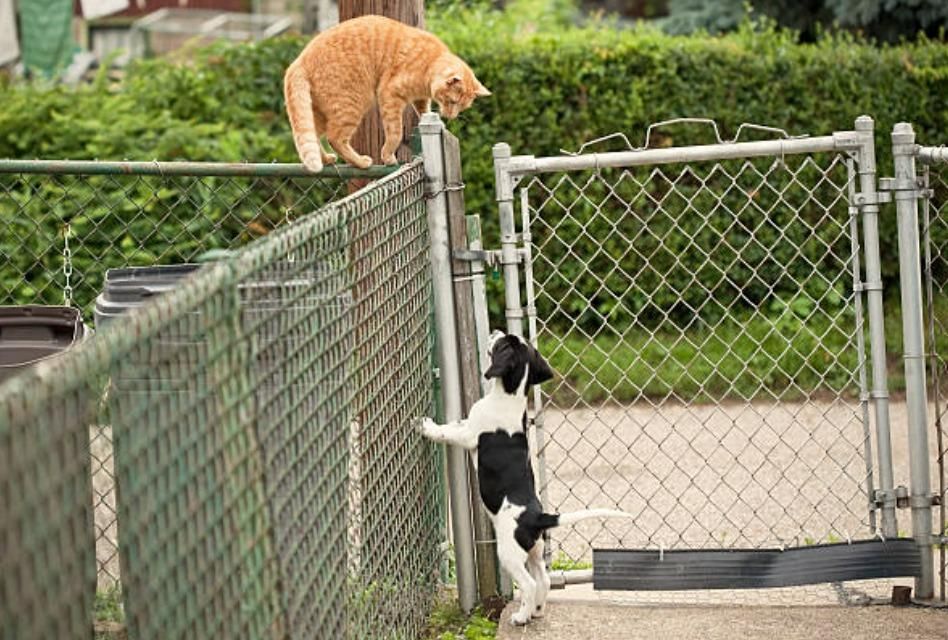 A Cat And A Dog Are Standing On Top Of A Chain Link Fence — Rabbo's Fencing Services In Pinelands, NT