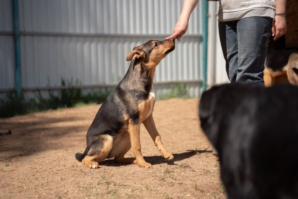 A Person Is Petting A Puppy While Another Dog Looks On — Rabbo's Fencing Services In Pinelands, NT