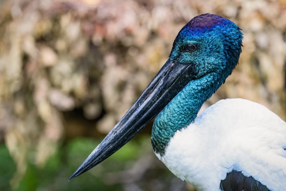 A Close Up Of A Bird With A Long Beak — Rabbo's Fencing Services In Howard Springs, NT
