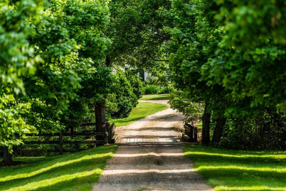 A Dirt Road Lined With Trees And Grass On A Sunny Day — Rabbo's Fencing Services In Virginia, NT