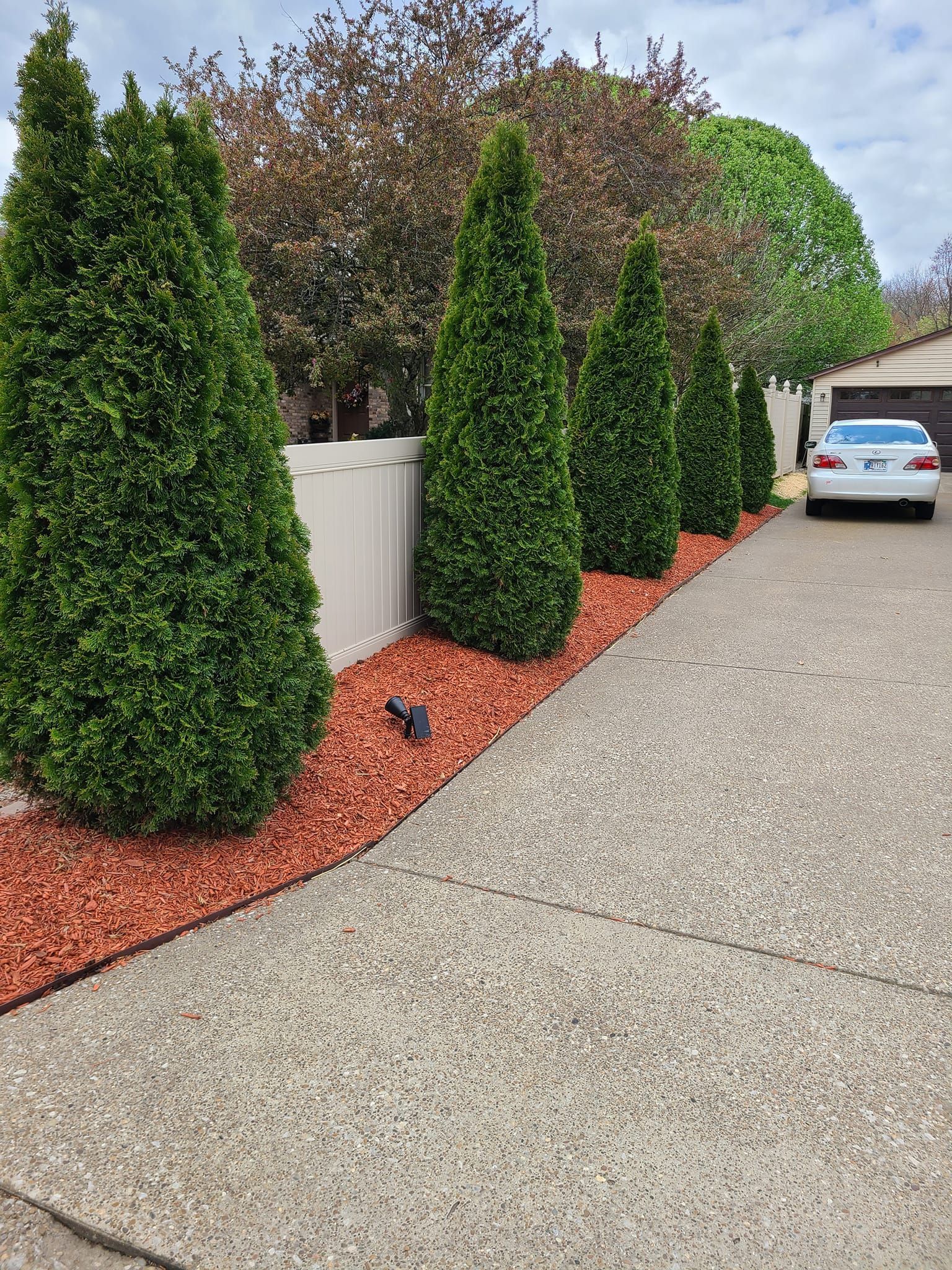 Five green cone-shaped trees line a red mulch bed next to a concrete driveway. A white car is parked nearby.