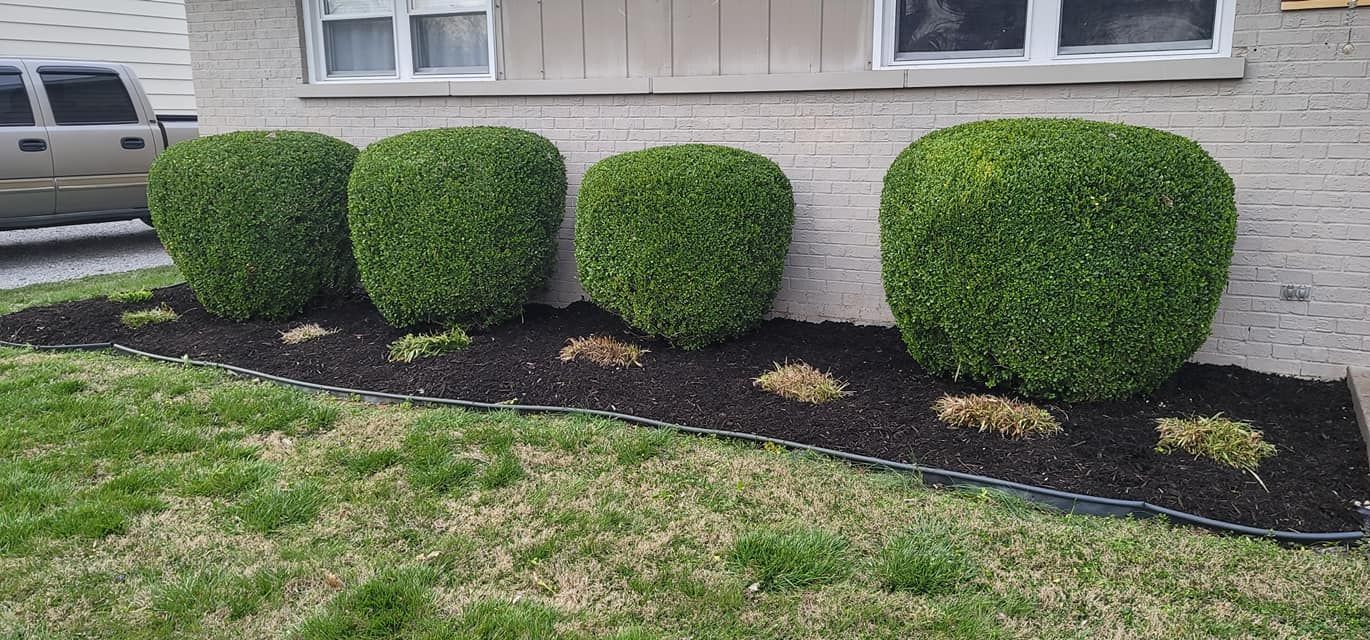 Four green, round bushes line a bed of dark mulch in front of a house, edged with a black border.