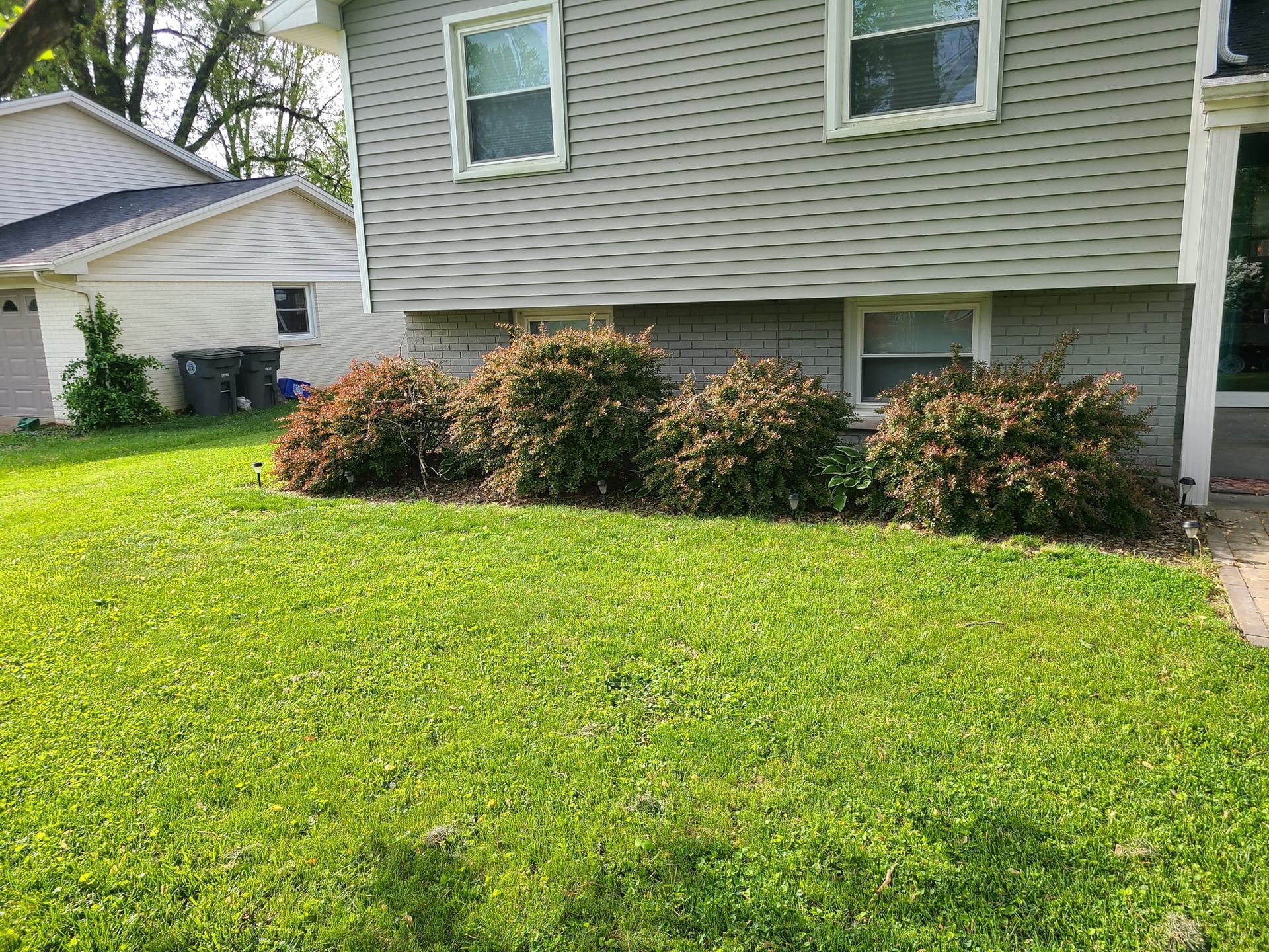 Green lawn in front of a house with gray siding and reddish-brown bushes.