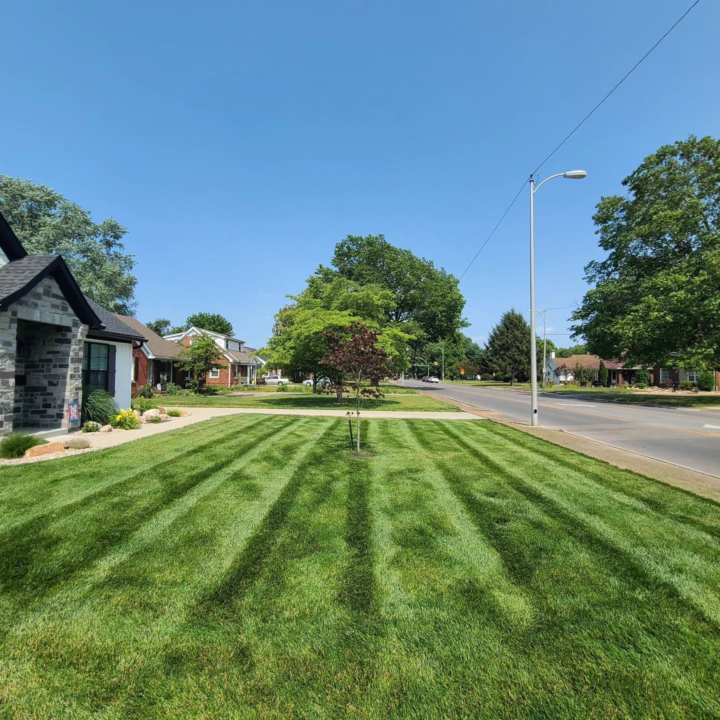 Lawn with striped pattern and young tree, street, houses, and blue sky.