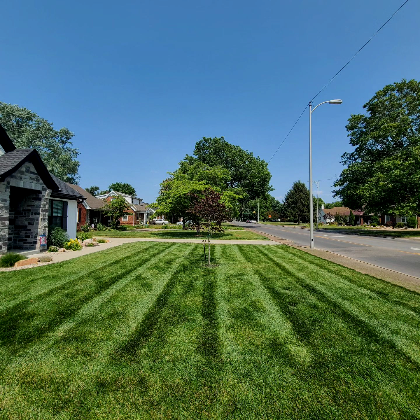 Lawn mowed with stripes, tree in the center, houses and road in the background, bright blue sky.